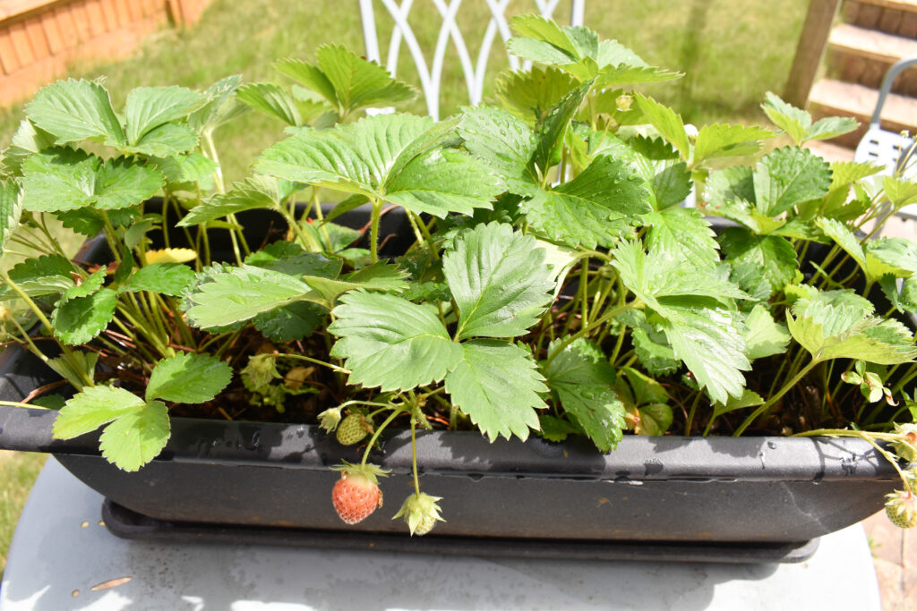 tips for growing strawberries