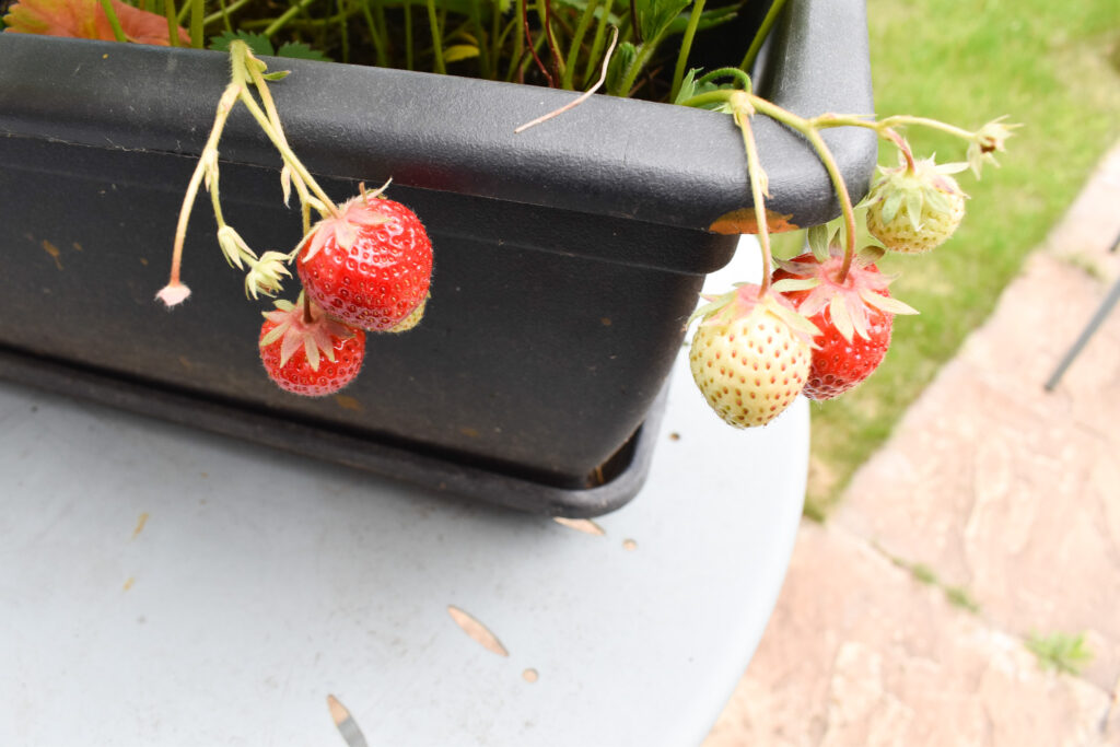 tips for growing strawberries