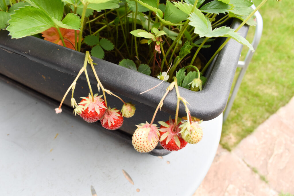 tips for growing strawberries