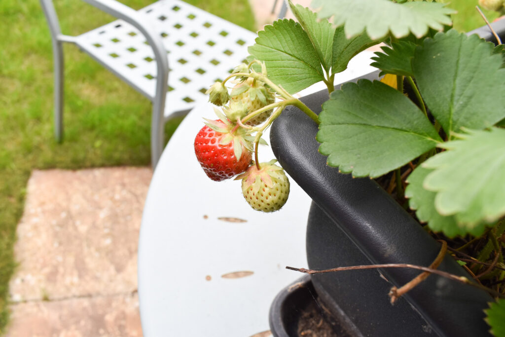 tips for growing strawberries