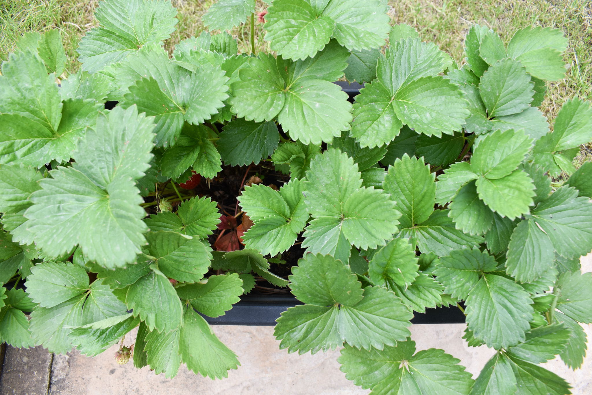 Large trawberry plant