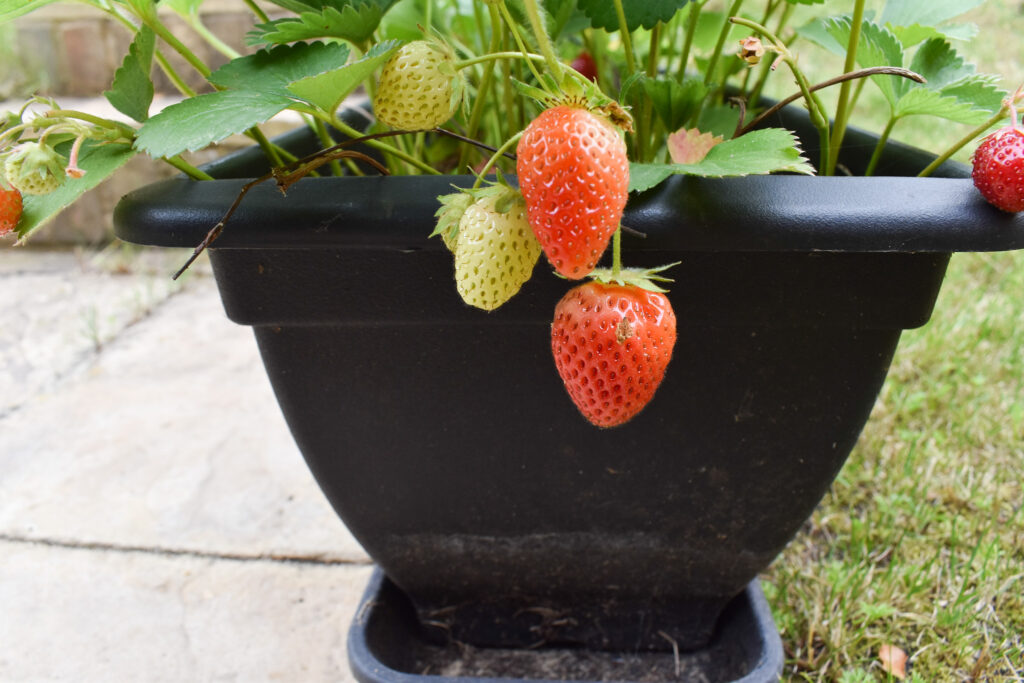 tips for growing strawberries