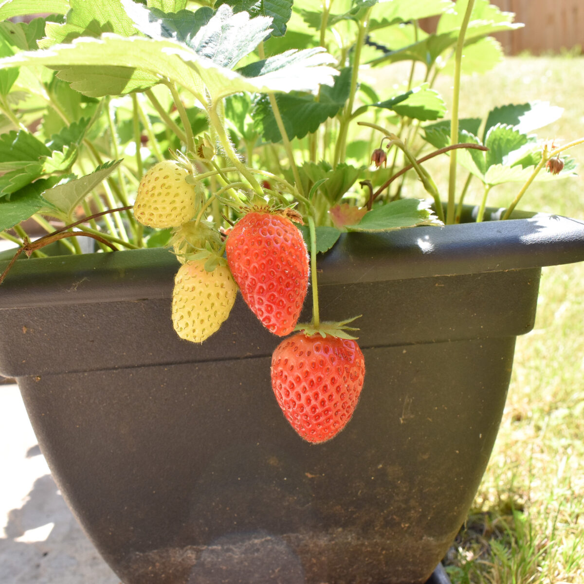 Strawberry Plant