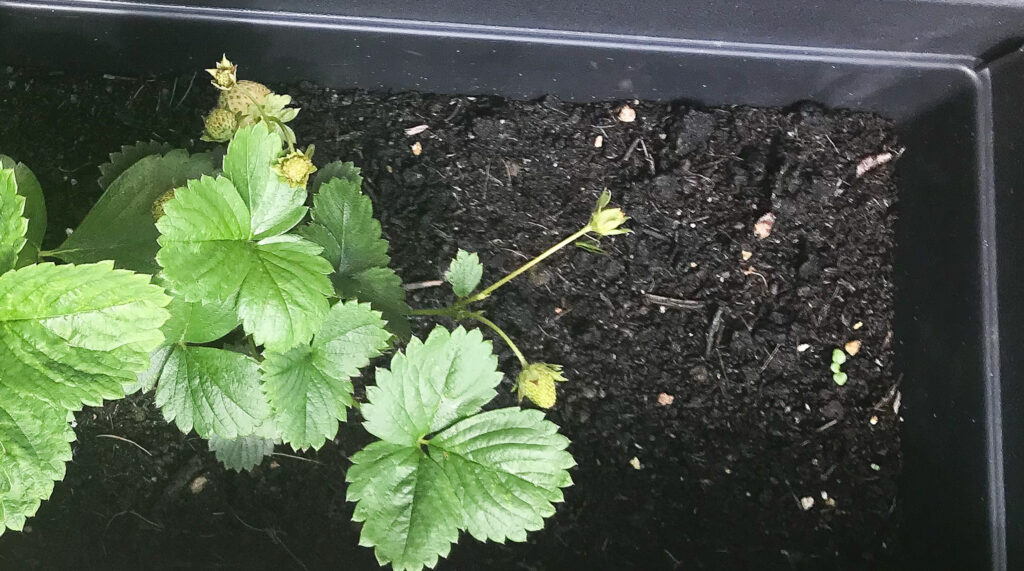 Small strawberry plant