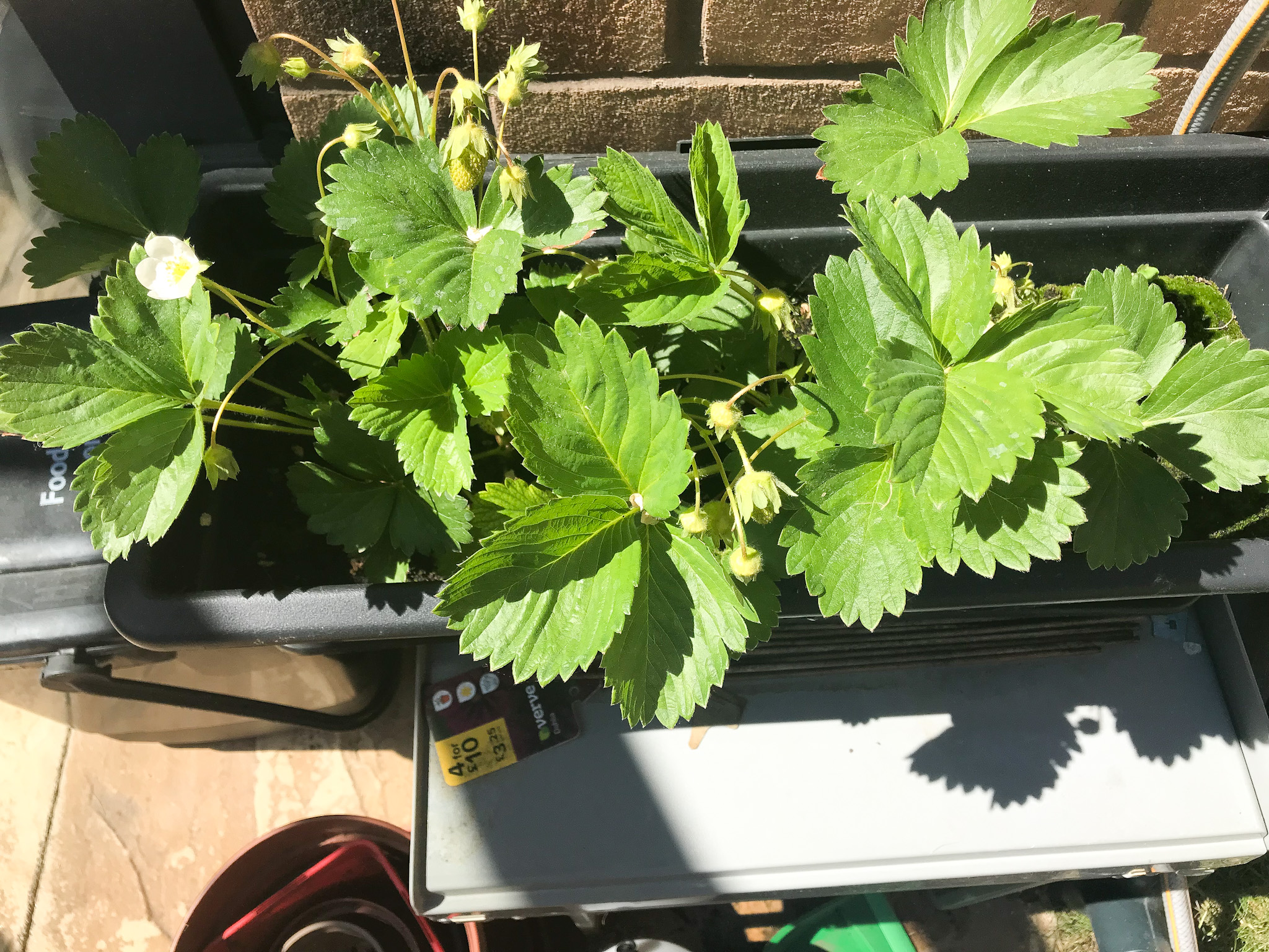 Medium strawberry plant